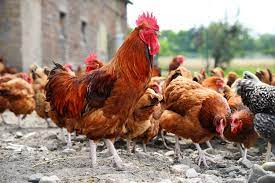 Starting a Poultry Farm in Nigeria