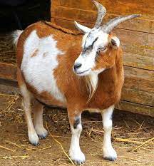 Goat is pregnant