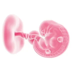 Dissimilarities Between a Zygote and Fetus