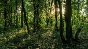 Most Treacherous Forests Worldwide