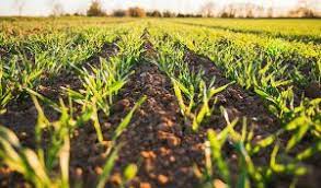 Bush Fallowing and Shifting Cultivation