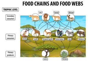 Food Chain And Food Web