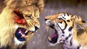 Lion vs. Tiger Speed