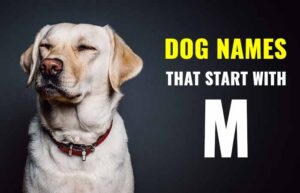 Dog Names Stating With M