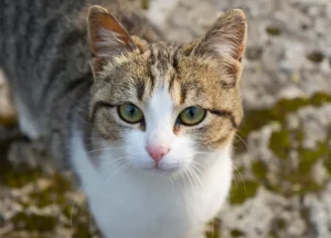 Costly Breeds of Cats